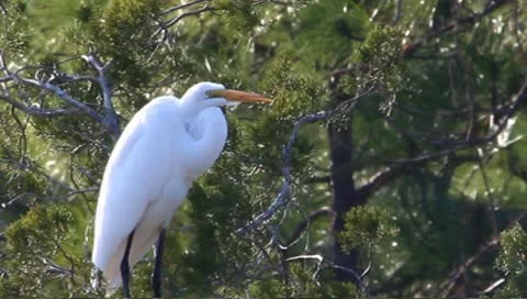 Snowy Egret (Egretta thula) Stock Footage 10593188