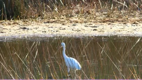 Snowy Egret (Egretta thula) Stock Footage 10593261
