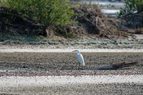 Snowy Egret, Egretta thula, single bird by water, looking for food Stock Photos