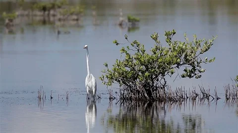 Snowy egret (Egretta thula) is a small white heron. Zapata reserve, Cuba Stock Footage 77189495
