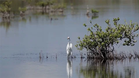Snowy egret (Egretta thula) is a small white heron. Zapata reserve, Cuba Stock Footage 77189858