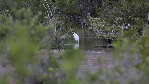 Snowy egret (Egretta thula) is a small white heron. Zapata reserve, Cuba Stock Footage 77190688