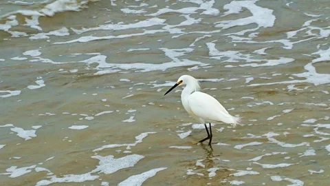 Snowy Egret, egretta thula, a small white heron on beach with waves Stock Footage 87579587