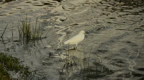 Snowy egret in Florida Stock Footage 10749913