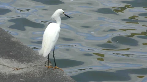 Snowy egret in Florida Stock Footage 67244903