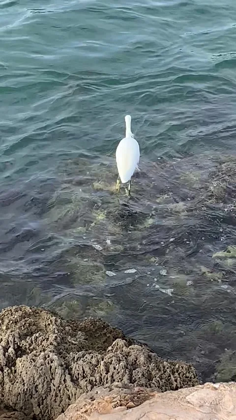 Snowy egret florida Stock Footage 257565955