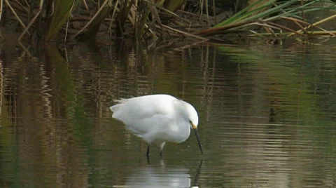 Snowy Egret Stock Footage 283207