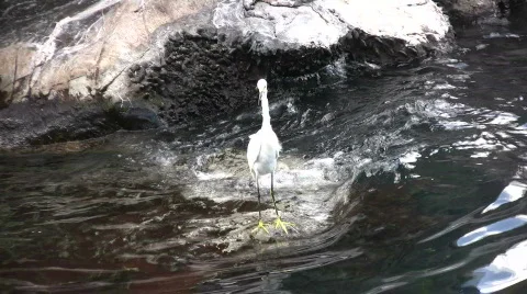 Snowy egret Stock Footage 545673