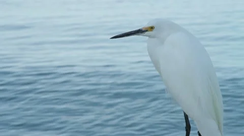 Snowy Egret Stock Footage 11016672