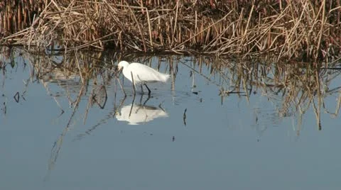 Snowy Egret Stock Footage 11498353