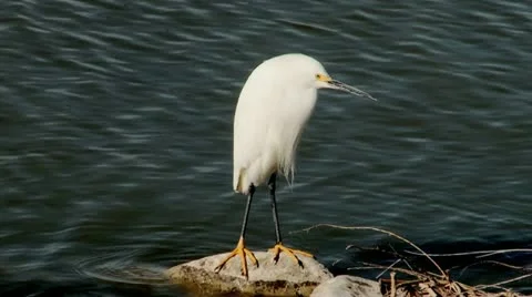 Snowy Egret Stock Footage 11499794