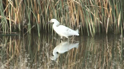 Snowy Egret Stock Footage 11762575