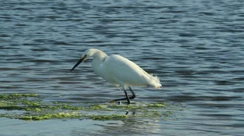 Snowy Egret Stock-Footage 21441648