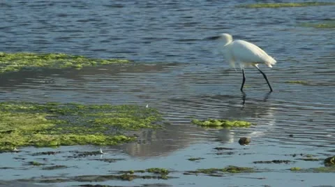 Snowy Egret Stock-Footage 22380334