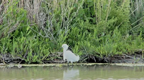 Snowy Egret Stock Footage 24865673