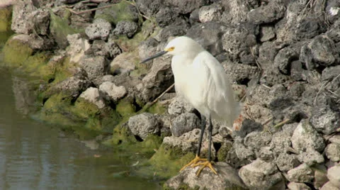 Snowy egret Stock Footage 24865823