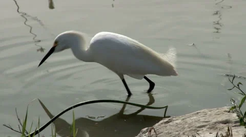 Snowy egret Stock Footage 24866157