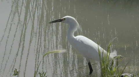 Snowy egret Stock Footage 24866665