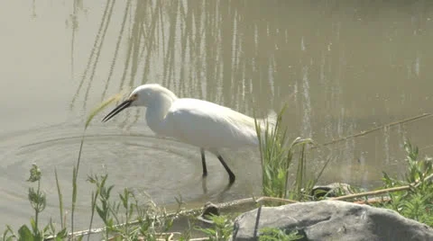 Snowy egret Stock Footage 24866984