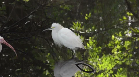 Snowy egret Stock Footage 34473965
