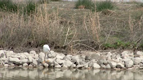 Snowy Egret Stock Footage 37443192