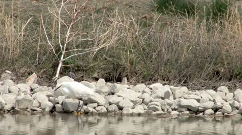 Snowy Egret Stock Footage 37443225
