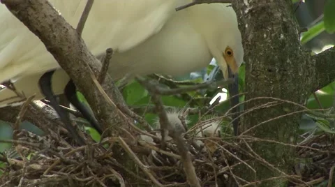 Snowy Egret Stock Footage 41719243