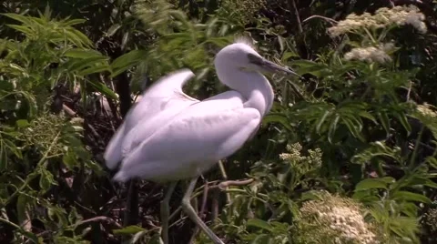 Snowy Egret 動画素材 41719369