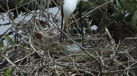 Snowy Egret Stock Footage 41734425