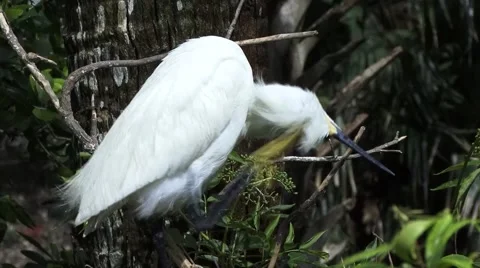 Snowy Egret 動画素材 41735435