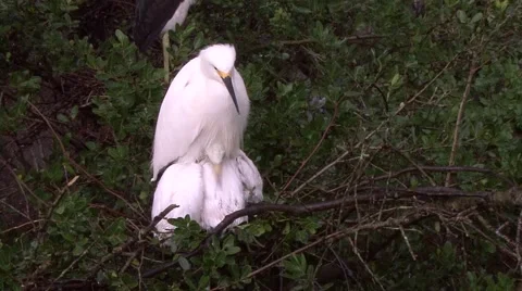 Snowy Egret Stock Footage 41736315