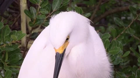 Snowy Egret 動画素材 41736368