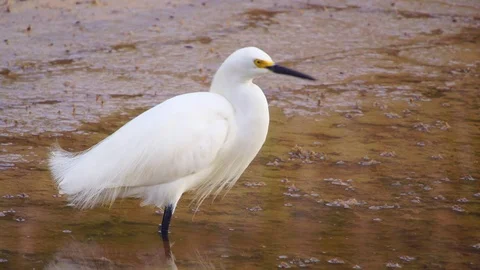 Snowy egret Video stock 75463381