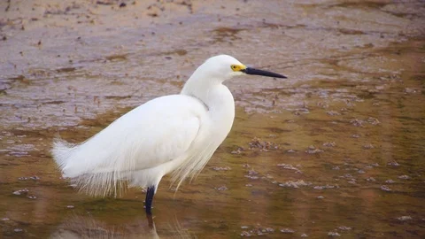 Snowy egret Stock Footage 75463686