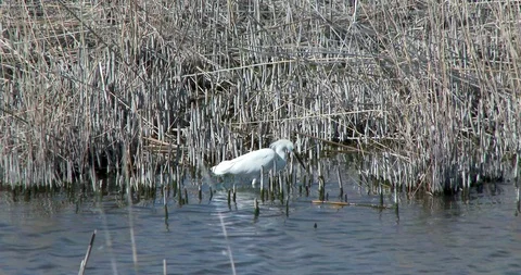 Snowy Egret Stock Footage 116026200
