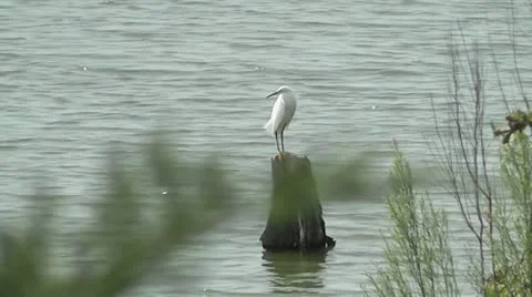 Snowy Egret I Stock Footage 12439892