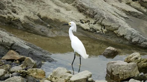 Snowy Egret by the Ocean Stock Footage 290810205