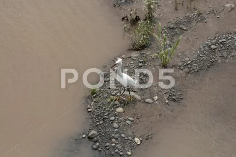 Snowy egret Stock Photos