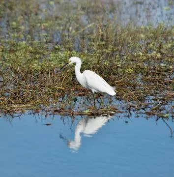 Snowy egret Stock Photos