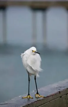 Snowy Egret Stock Photos