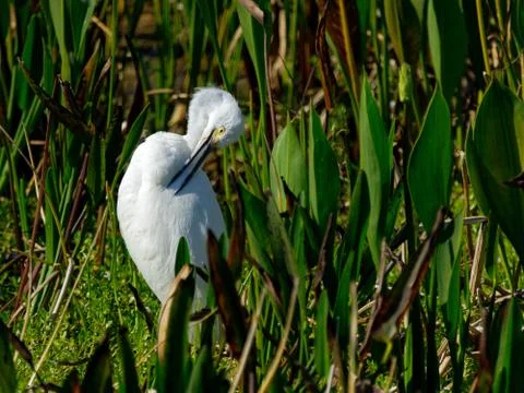 Snowy Egret Preening Stock Photos