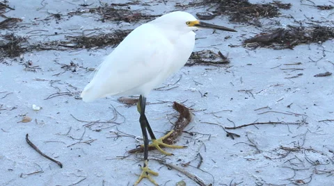 Snowy egret standing on a beach Stock Footage 44878670
