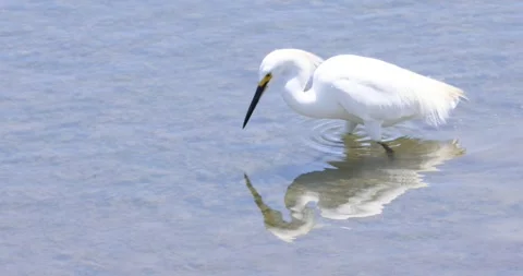 Snowy Egret Stirring Up the Bottom to Flush Prey Stock Footage 337580943