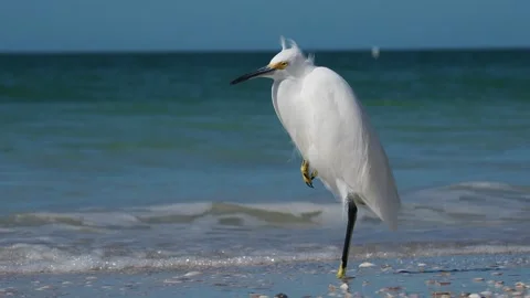 Snowy Egret in surf. Stock Footage 143807495