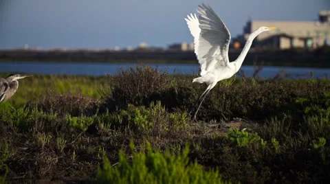 Snowy Egret Taking Flight #2 Stock Footage 27201112