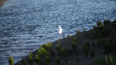 Snowy Egret Taking Flight Stock Footage 27200686