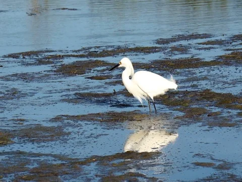 Snowy Egret walking through a marsh feeding. Stock Footage 87477576