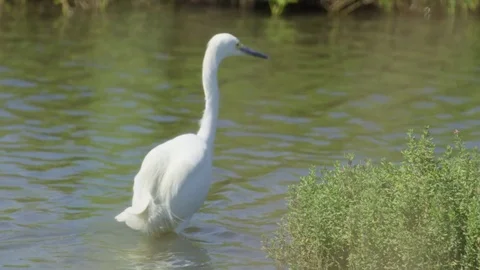 Snowy Egret Walking Through Shallow Water 4k Stock Footage 79665585