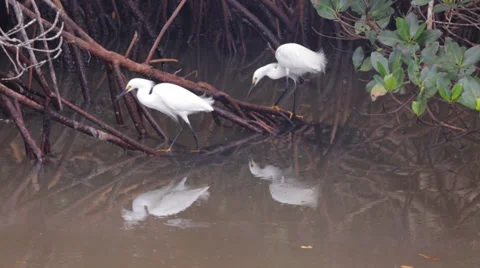 Snowy Egrets feeding Stock Footage 37353208