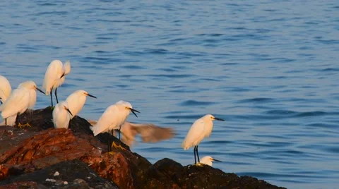 Snowy Egrets Stock Footage 69014381